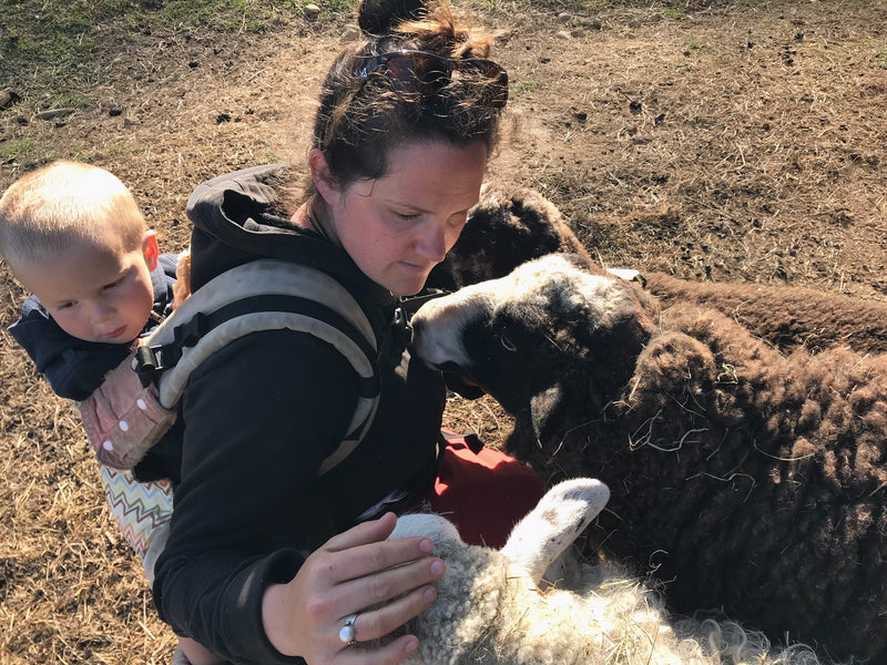 Coopworth Sheep at Spring Fed Farm