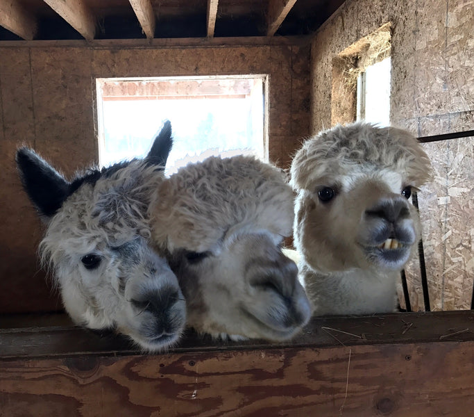 Alpacas and Finnsheep! February 2017