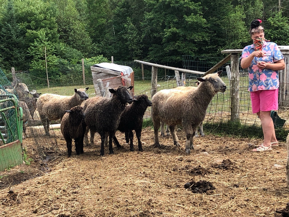 A Rare Sheep Breed - Wensleydales!