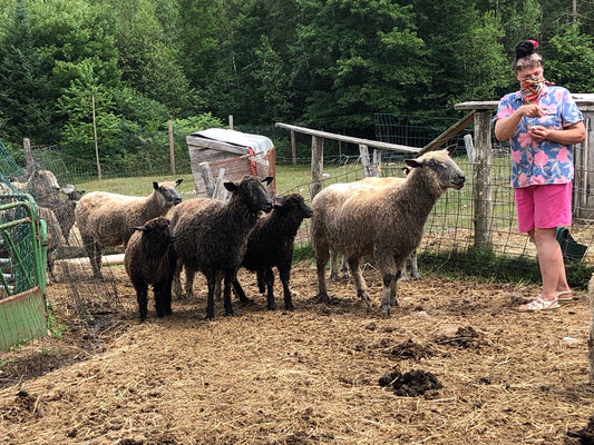A Rare Sheep Breed - Wensleydales!