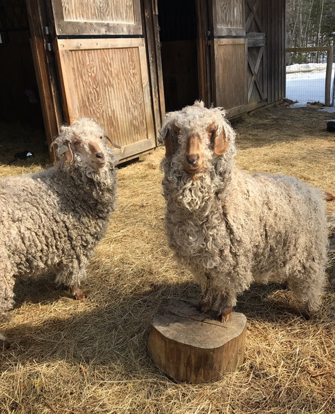 ChickGooEwe Farm and Goats! March 2017