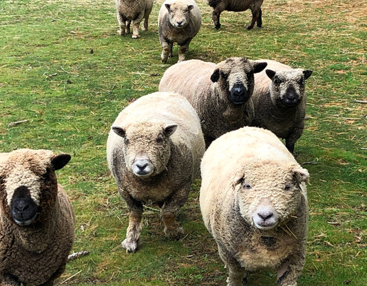 Southdown Babydoll Sheep