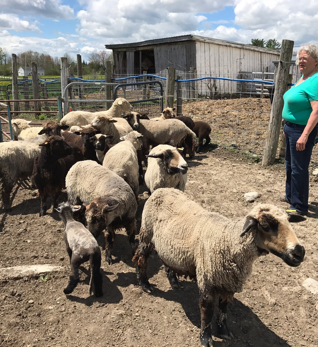 A Visit to Log Cabin Lamb and Wool