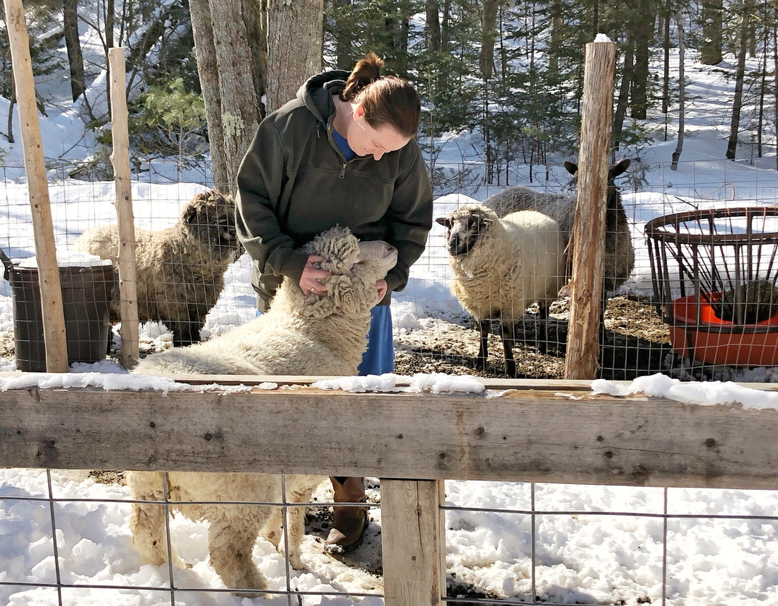 Color Recessive Romneys at Black Sheep Farm