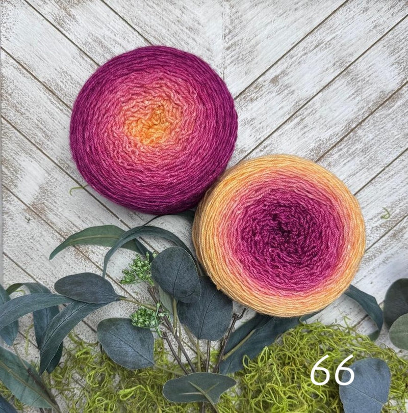 66 camellia