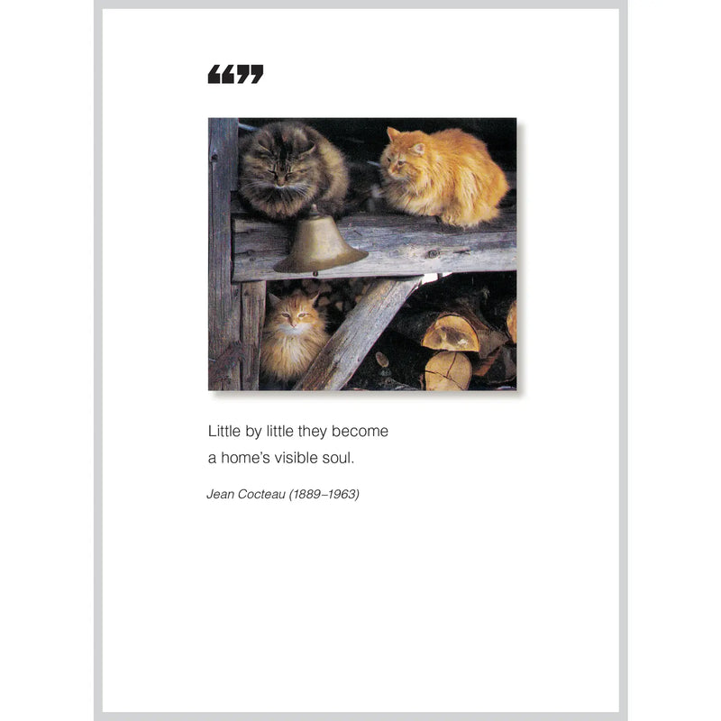 Little by little / blank (cats)