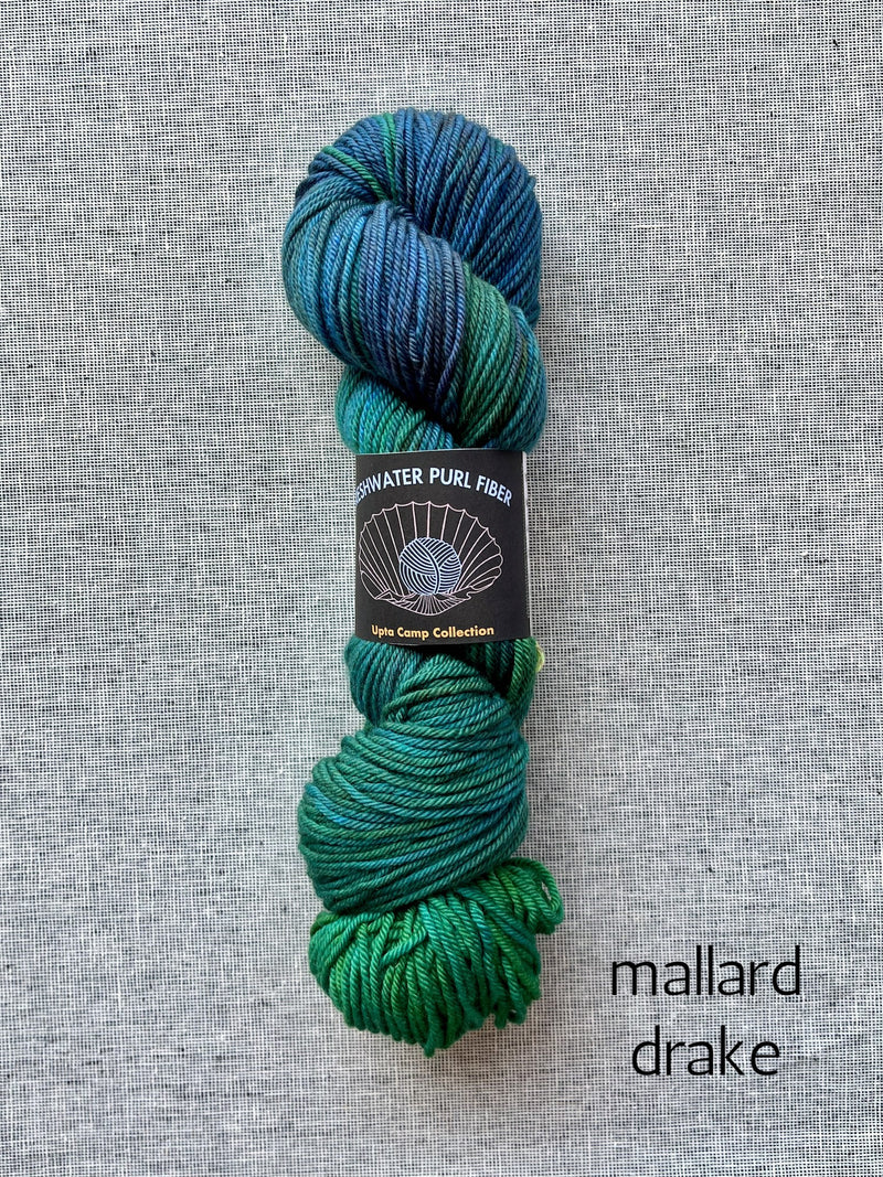 mallard drake