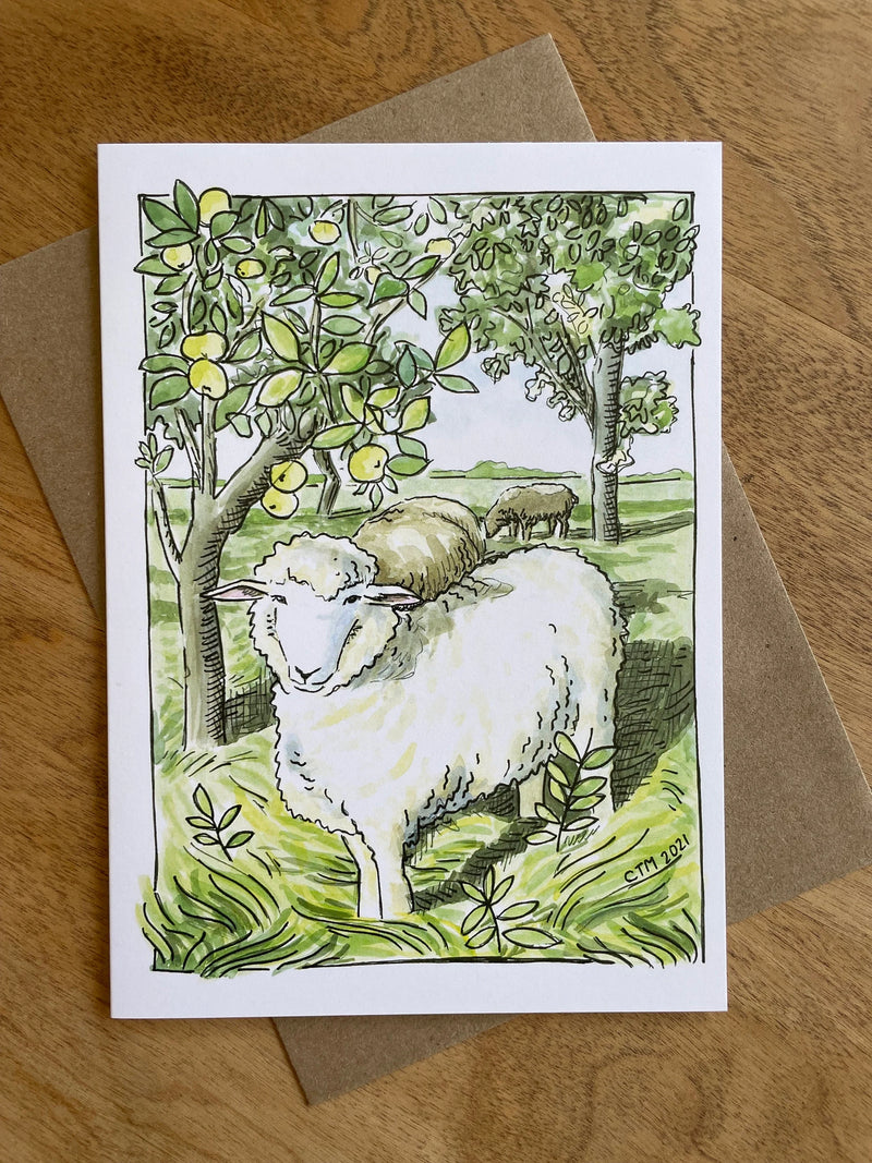 orchard sheep