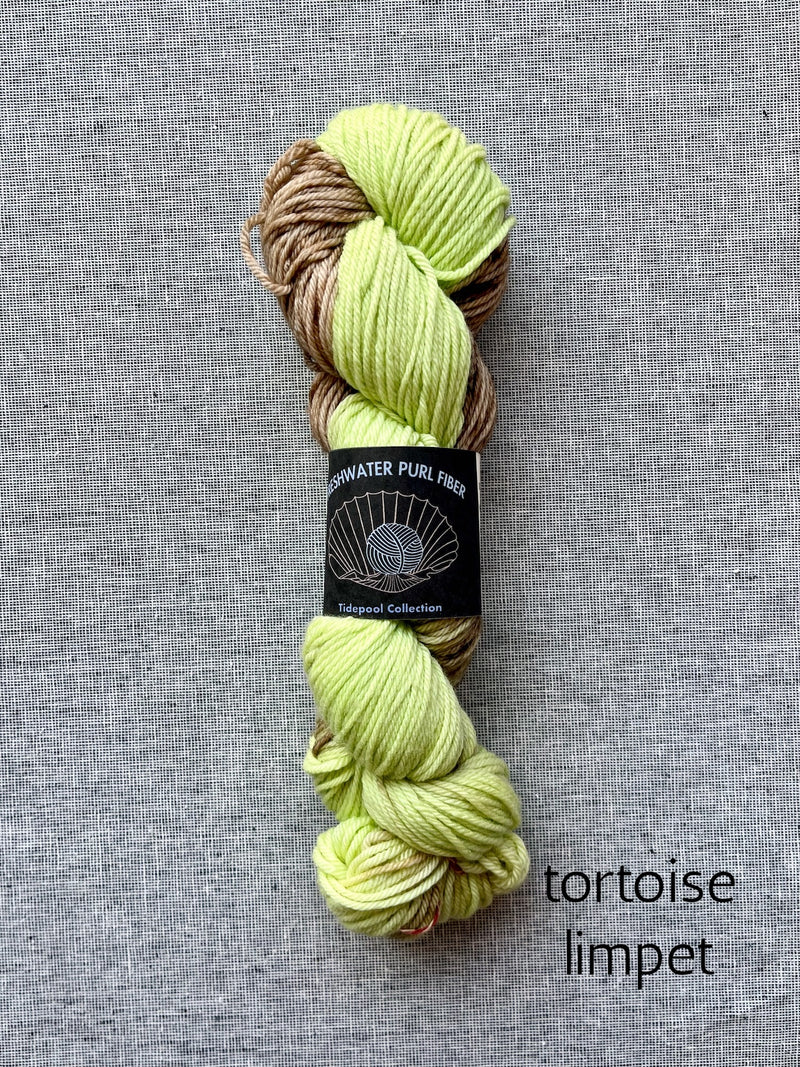tortoiseshell limpet