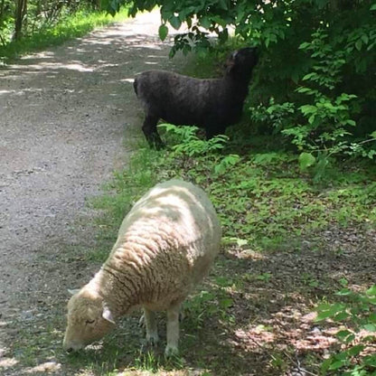 Wool in the Woods Romney (worsted/bulky)