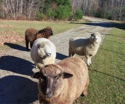 Wool in the Woods Romney (worsted/bulky)