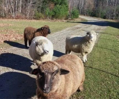 Wool in the Woods Romney (worsted/bulky)