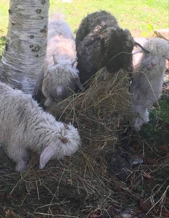 Wool in the Woods Romney (worsted/bulky)