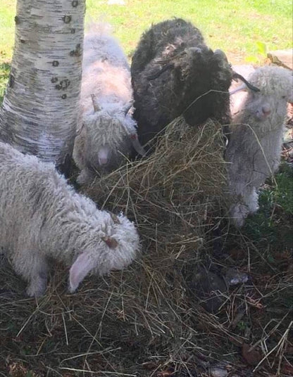 Wool in the Woods Romney (worsted/bulky)